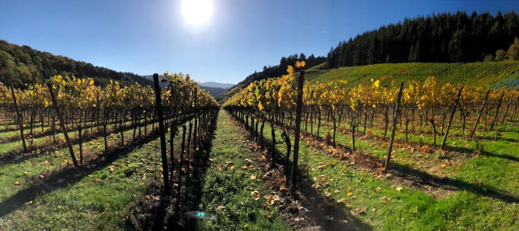 Weinberg über Kloster Marienthal